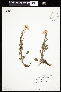 Leucanthemum vulgare image
