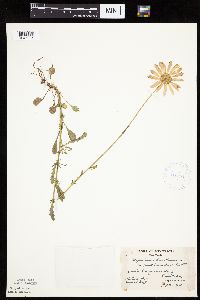 Leucanthemum vulgare image