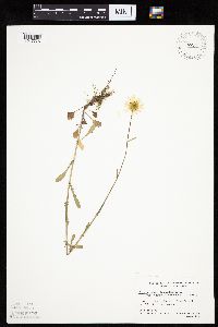 Leucanthemum vulgare image