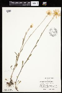 Leucanthemum vulgare image