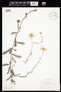 Leucanthemum vulgare image
