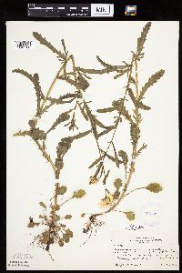Leucanthemum vulgare image