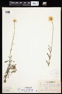 Leucanthemum vulgare image