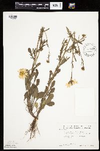 Leucanthemum vulgare image