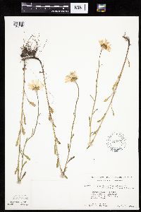 Leucanthemum vulgare image