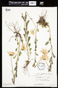 Leucanthemum vulgare image