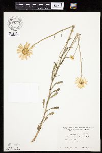 Leucanthemum vulgare image