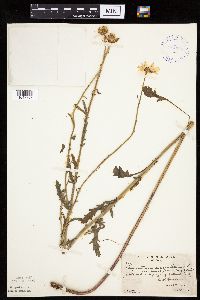 Leucanthemum vulgare image