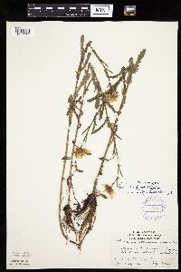 Leucanthemum vulgare image