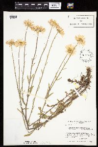 Leucanthemum vulgare image
