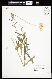 Leucanthemum vulgare image