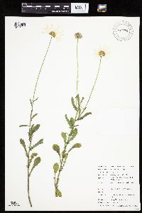 Leucanthemum vulgare image