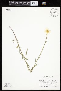 Leucanthemum vulgare image
