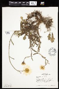 Leucanthemum vulgare image