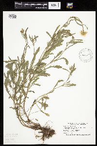 Leucanthemum vulgare image