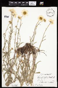 Leucanthemum vulgare image
