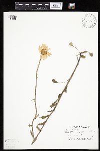 Leucanthemum vulgare image