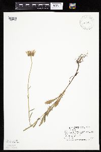 Leucanthemum vulgare image