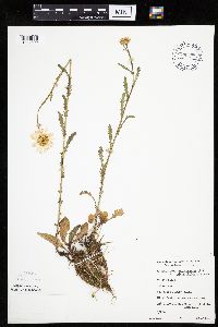 Leucanthemum vulgare image
