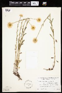 Leucanthemum vulgare image