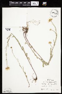Leucanthemum vulgare image