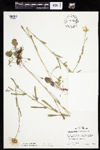 Leucanthemum vulgare image