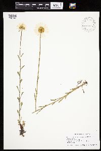 Leucanthemum vulgare image
