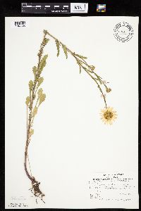 Leucanthemum vulgare image