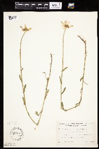 Leucanthemum vulgare image