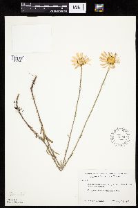 Leucanthemum vulgare image