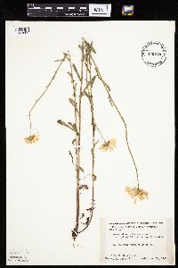 Leucanthemum vulgare image