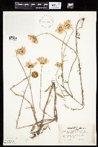 Leucanthemum vulgare image