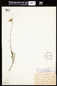 Leucanthemum vulgare image