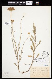 Leucanthemum vulgare image