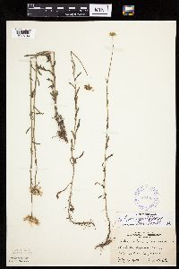 Leucanthemum vulgare image