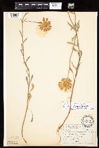 Leucanthemum vulgare image