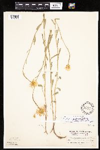 Leucanthemum vulgare image
