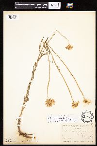 Leucanthemum vulgare image