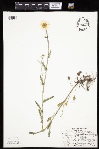 Leucanthemum vulgare image