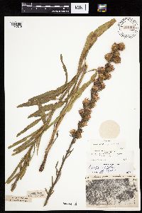 Liatris aspera image