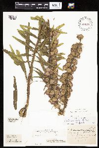 Liatris aspera image