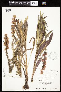 Liatris aspera image