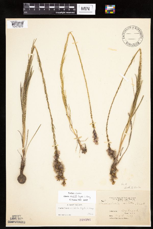 Liatris acidota image