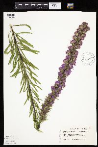 Liatris aspera image