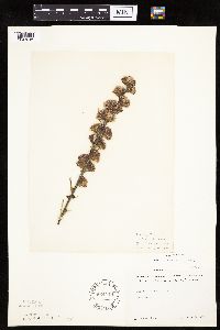 Liatris aspera image