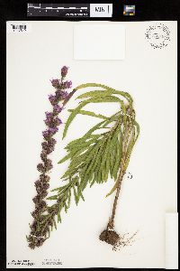 Liatris aspera image