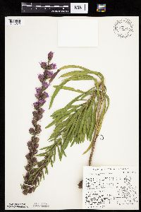 Liatris aspera image