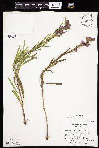 Liatris aspera image