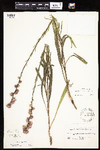 Liatris aspera image