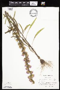Liatris aspera image